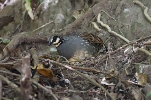 Taiwan Partridge (Arborophila crudigularis), photo 7