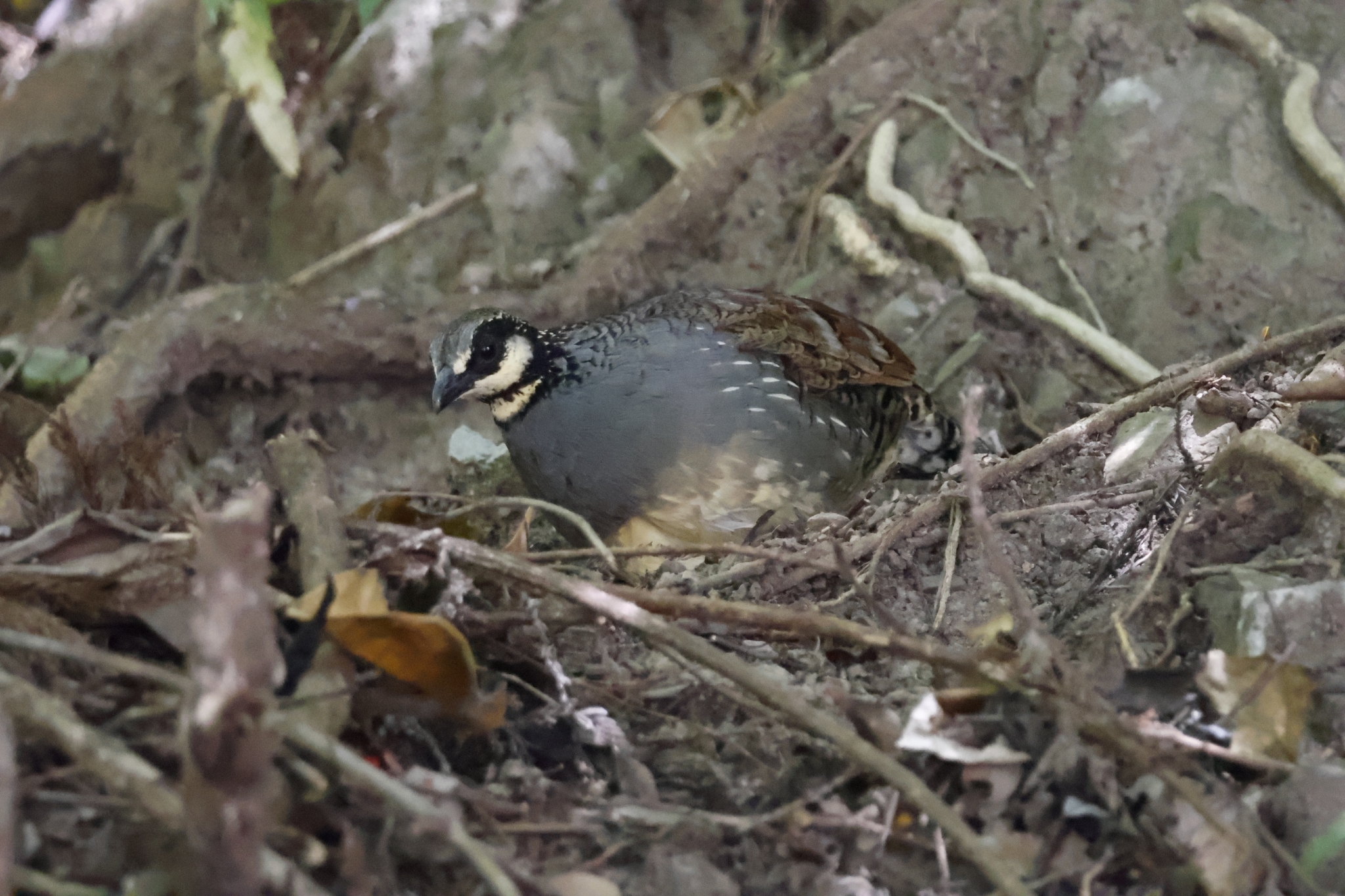 Taiwan Partridge (Arborophila crudigularis), photo 9