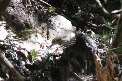 Rufous-crowned Laughingthrush (Pterorhinus ruficeps), photo 5