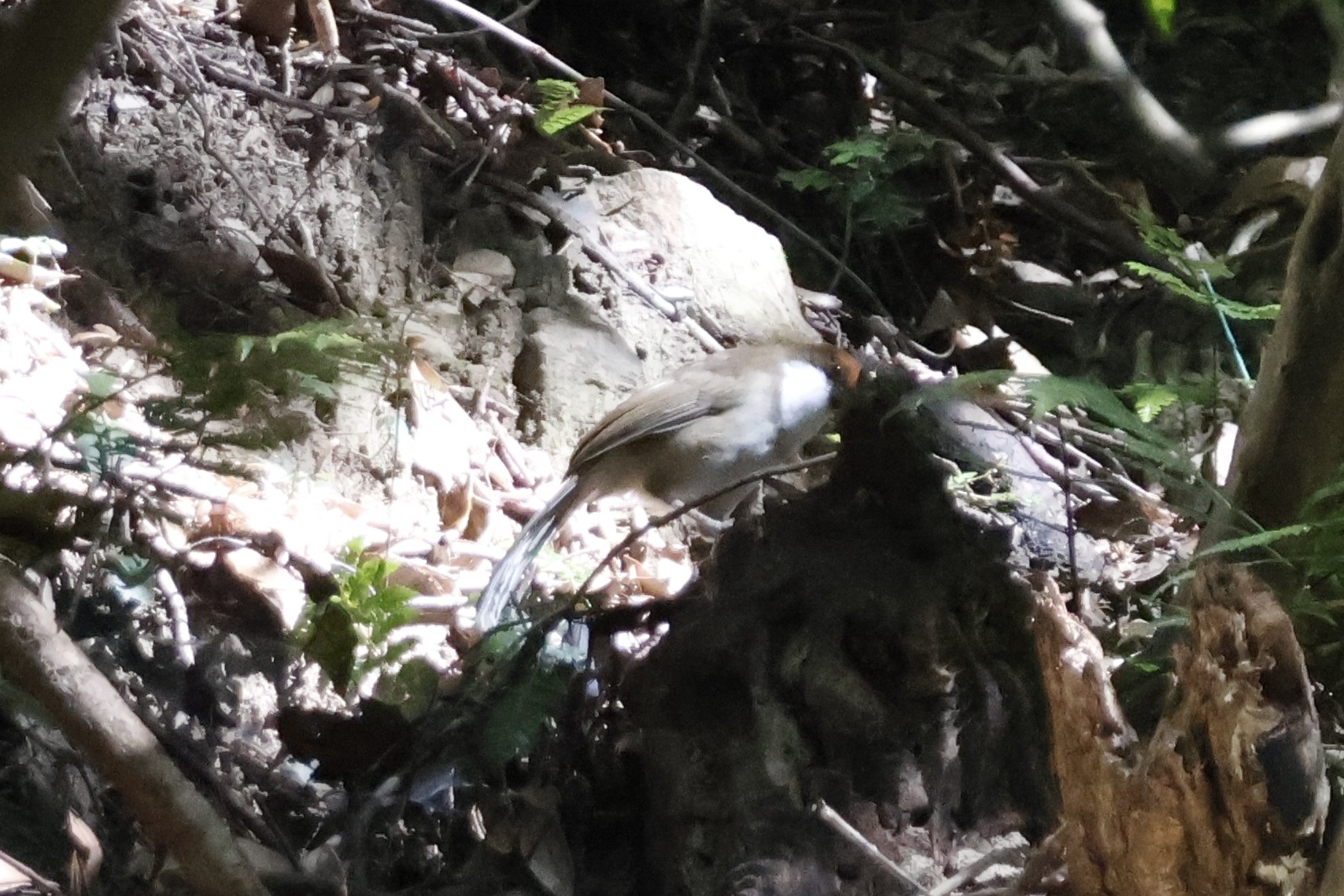 Rufous-crowned Laughingthrush