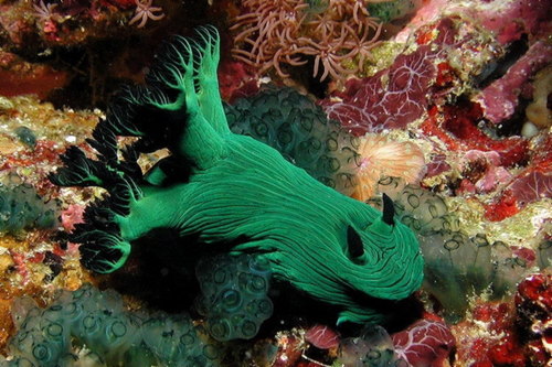Nudibranch