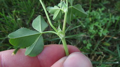Trifolium hybridum