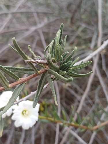 Image of Cordia decandra by (c) Álvaro Parra Valdivia, some rights reserved (CC BY)
