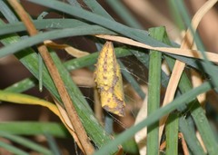 Vanessa virginiensis