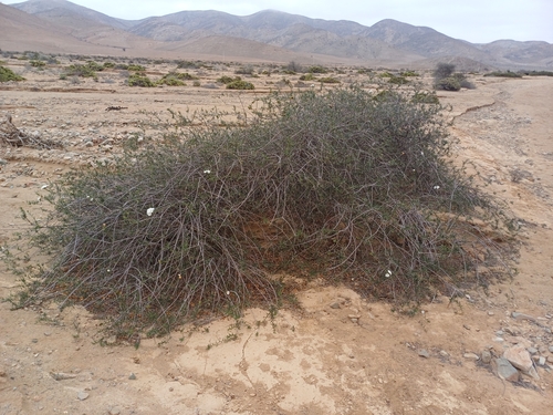 Image of Carbonillo (Cordia decandra) by (c) Álvaro Parra Valdivia, some rights reserved (CC BY)