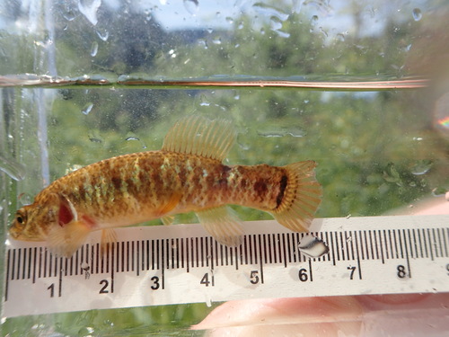 Central Mudminnow