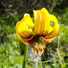 Lilium bosniacum