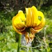 Bosnian Lily - Photo (c) Jakob Fahr, some rights reserved (CC BY-NC), uploaded by Jakob Fahr