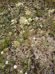 Perideridia bolanderi