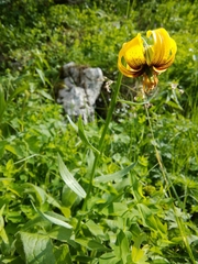 Lilium bosniacum
