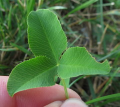 Trifolium hybridum