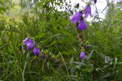 Campanula rapunculoides
