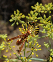 Polistes dorsalis californicus