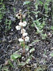 Pyrola rotundifolia norvegica