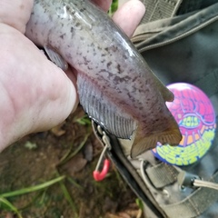 Ameiurus platycephalus