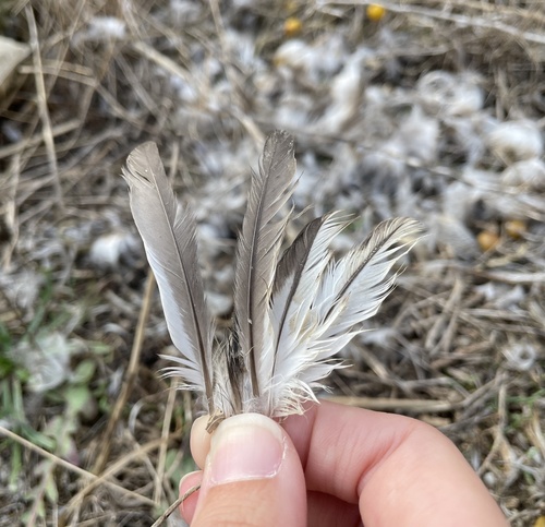 Plume de Grèbe castagneux