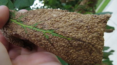 Neuroterus saltarius