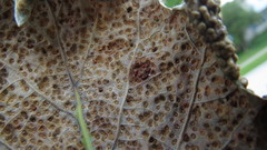 Neuroterus saltarius