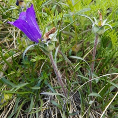 Edraianthus