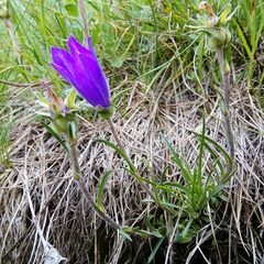 Edraianthus