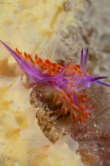 Flabellina