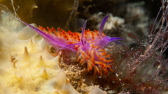 Flabellina