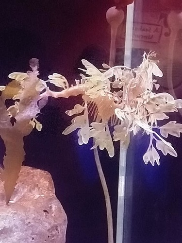 Phycodurus eques