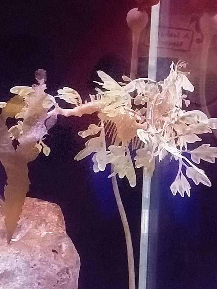 austraalia narmaskala, flikfisk, glauert's sea-dragon, leafy seadragon, levämerihevonen, raitalehvähevonen, 枝叶海马, 枝葉海馬