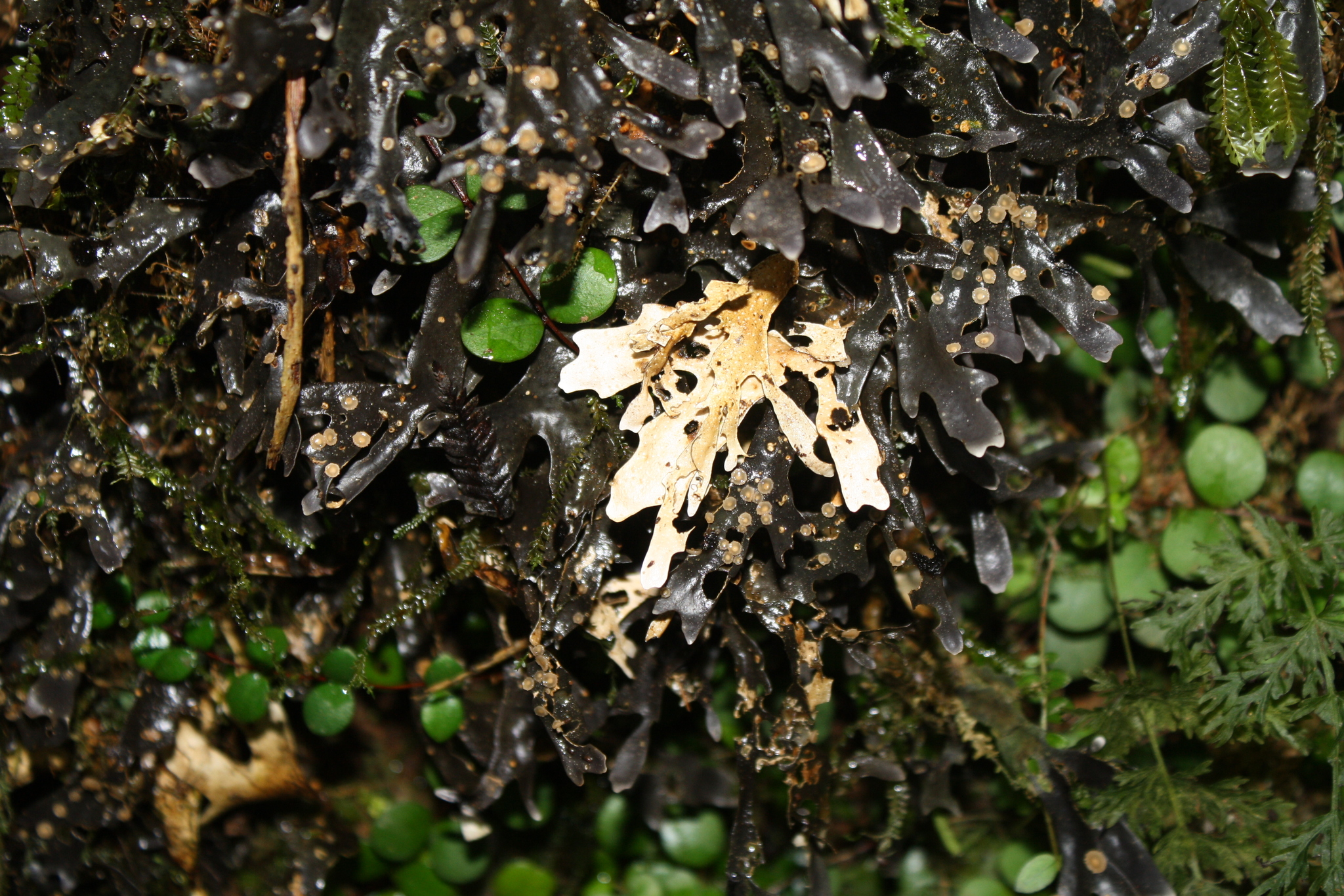 Pseudocyphellaria cinnamomea image