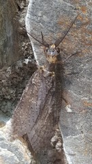 Chauliodes
