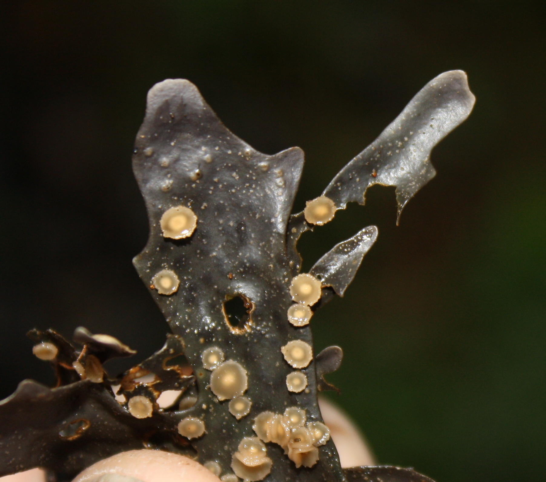 Pseudocyphellaria cinnamomea image