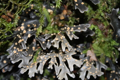 Pseudocyphellaria cinnamomea