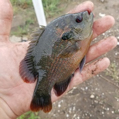Lepomis miniatus