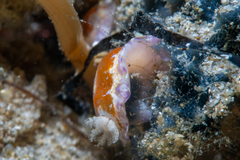 Chromodoris alternata