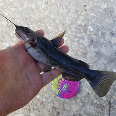 Ameiurus serracanthus