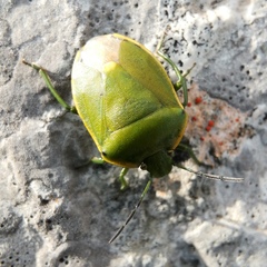 Chlorochroa juniperina