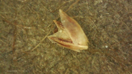 Image of Eleocharis baldwinii by no rights reserved