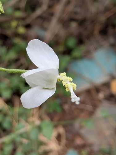 Image of Hibiscus micranthus by (c) Ravuri Krishna Chaitanya, some rights reserved (CC BY)