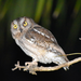 Torotoroka Scops-Owl - Photo (c) benwalton, some rights reserved (CC BY-NC), uploaded by benwalton