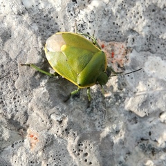 Chlorochroa juniperina