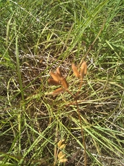 Arnoglossum plantagineum