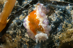 Chromodoris alternata