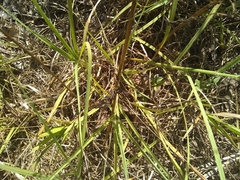 Arnoglossum plantagineum