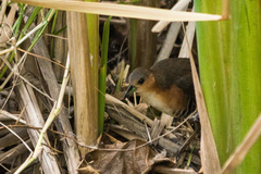 Laterallus melanophaius