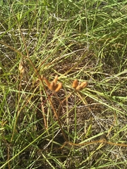 Arnoglossum plantagineum