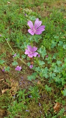 Malva sylvestris