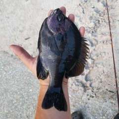 Lepomis macrochirus purpurascens