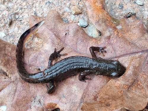 Bosca's newt