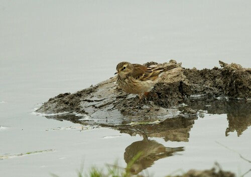 Water Pipit