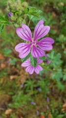 Malva sylvestris